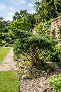 Juniperus pfitzeriana 'Mint Julep' Struik