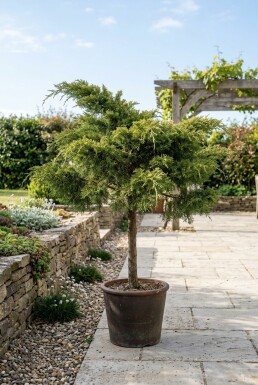 Juniperus pfitzeriana 'Mint Julep' Op stam