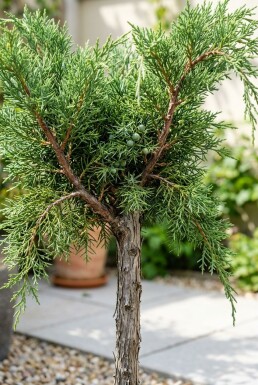 Juniperus pfitzeriana 'Mint Julep' Op stam