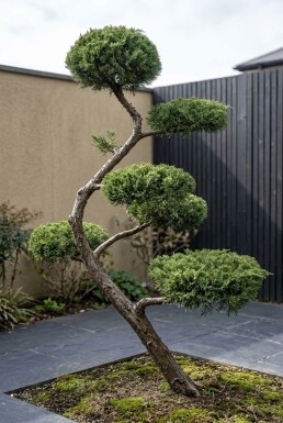 Juniperus pfitzeriana 'Mint Julep' S vorm