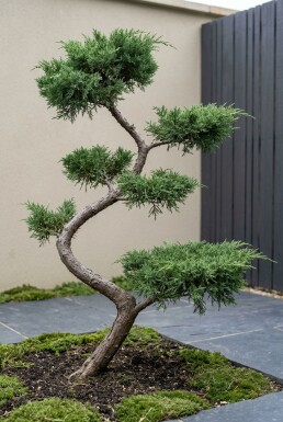 Juniperus pfitzeriana 'Mint Julep' S vorm
