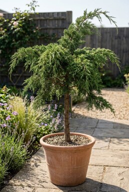 Juniperus pfitzeriana 'Mint Julep' Op stam