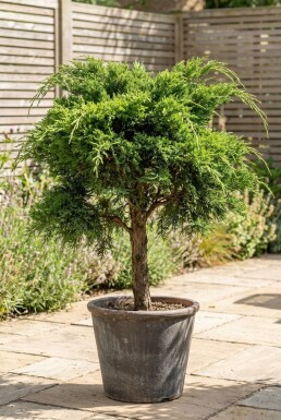 Juniperus pfitzeriana 'Mint Julep' Op stam