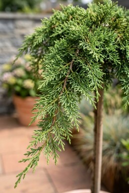 Juniperus pfitzeriana 'Mint Julep' Op stam