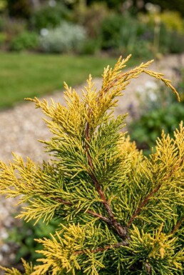 Juniperus pfitzeriana 'Old Gold'