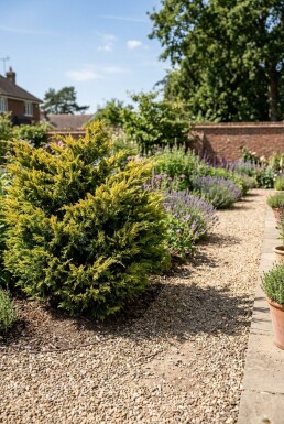 Juniperus pfitzeriana 'Old Gold' Struik