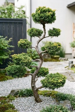 Juniperus pfitzeriana 'Pfitzeriana Aurea' Bonsai