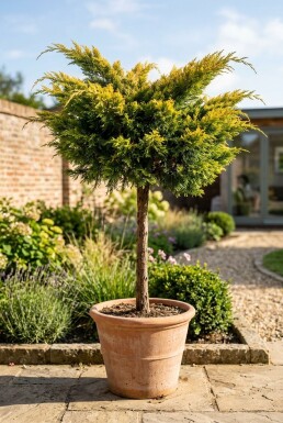Juniperus pfitzeriana 'Pfitzeriana Aurea' Op stam