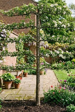 Malus domestica 'Jonagold' Leiboom