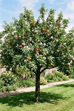 Malus domestica 'Jonagold' Halfstam