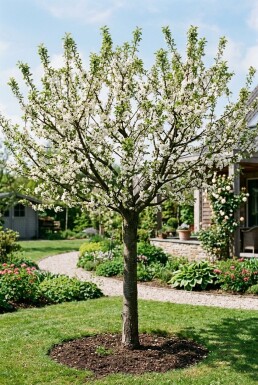 Prunus domestica 'Opal' Halfstam