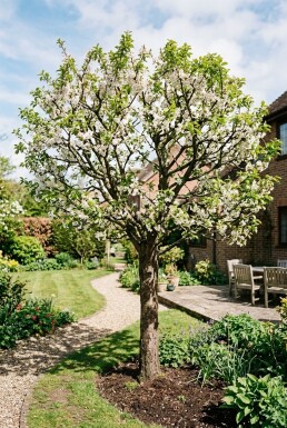 Prunus domestica 'Opal' Halfstam