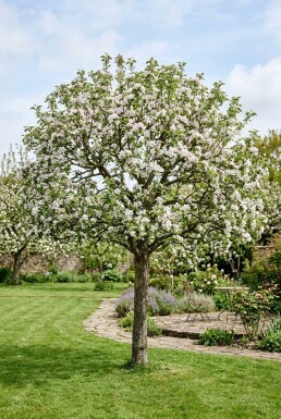 Malus 'Direkteur Moerlands' Halfstam