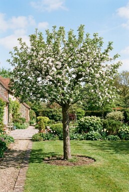 Malus 'Direkteur Moerlands' Halfstam