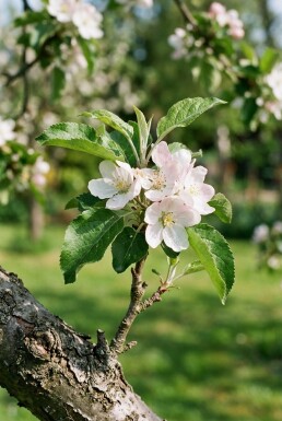 Malus domestica 'Gloster' Halfstam