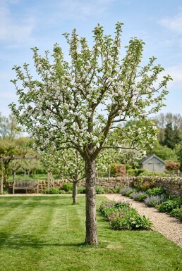 Malus domestica 'Granny Smith' Halfstam