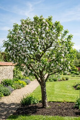 Malus domestica 'Junami'