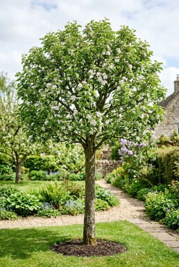 Malus domestica 'Junami' Halfstam