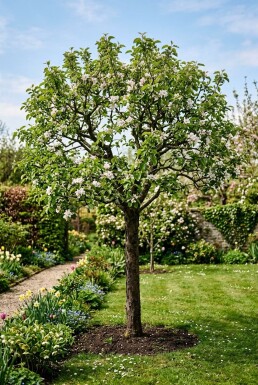 Malus domestica 'Junami' Halfstam