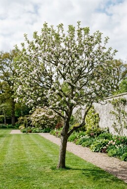 Malus domestica 'Junami' Solitair