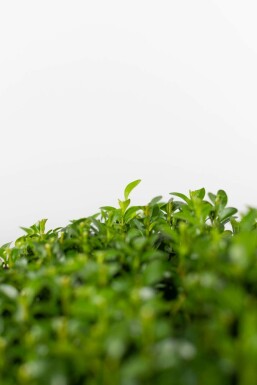 Buksbomen / Buxusbol 30-40 cm