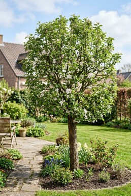 Malus domestica 'Pinova' Laagstam