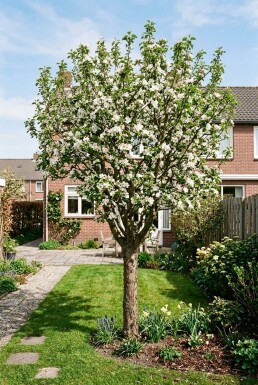 Malus domestica 'Pinova' Laagstam