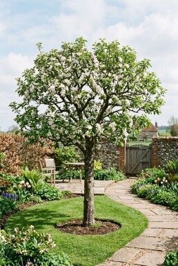 Malus domestica 'Pinova' Halfstam