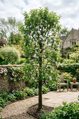 Malus domestica 'Polka' Beveerd