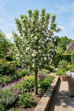Malus domestica 'Polka' Beveerd