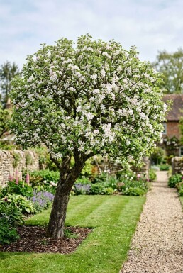 Malus domestica 'Rode Boskoop' Laagstam