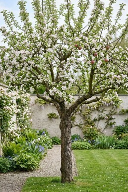 Malus domestica 'Rode Boskoop' Laagstam