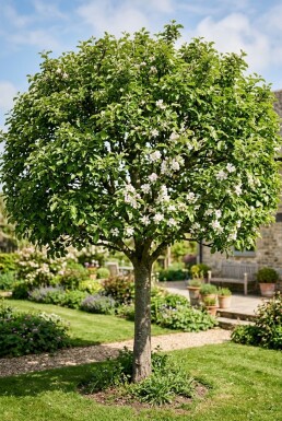 Malus domestica 'Rode Boskoop' Halfstam