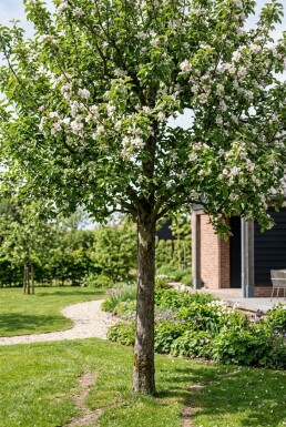 Malus domestica 'Rode Boskoop' Halfstam