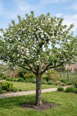 Malus domestica 'Sterappel' Laagstam