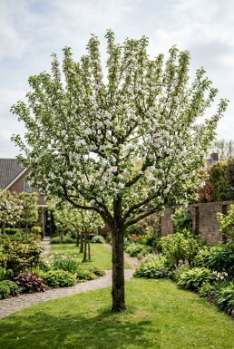 Malus domestica 'Sterappel' Laagstam