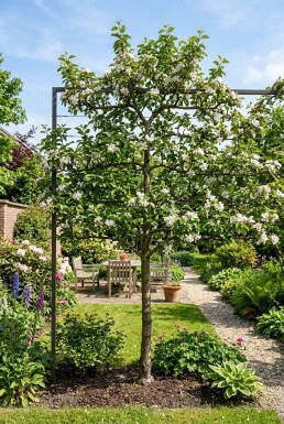Malus domestica 'Santana' Draagbeugel