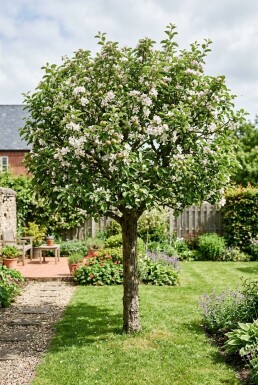 Malus domestica 'Summerred' Laagstam