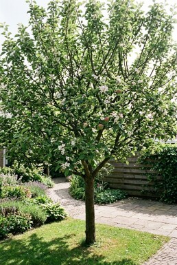Malus domestica 'Summerred' Laagstam
