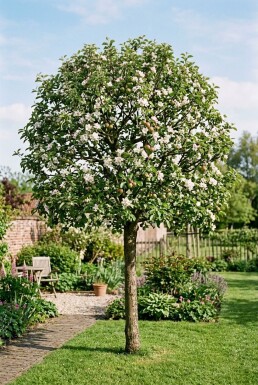 Malus domestica 'Sweet Love' Laagstam