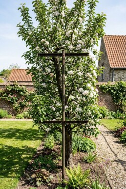Malus domestica 'Topaz' Draagbeugel