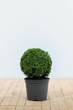 Palmboompje Buxus Sempervirens Bol 30-40 Kluit Buksbomen / Buxusbol 30-40 cm
