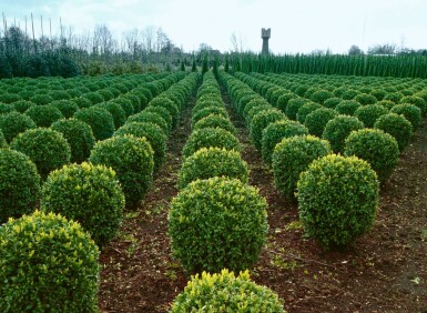 Buksbomen / Buxusbol 30-40 cm