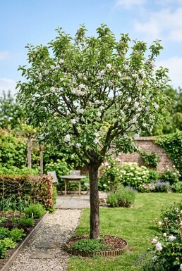 Malus domestica 'Topaz' Laagstam