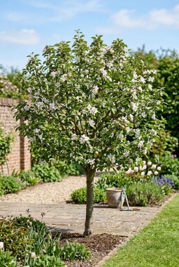 Malus domestica 'Topaz' Laagstam