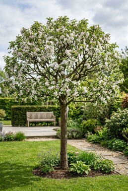 Malus 'John Downie' Halfstam