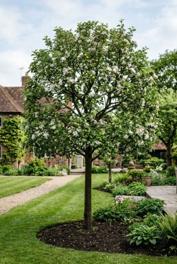 Malus 'John Downie' Halfstam
