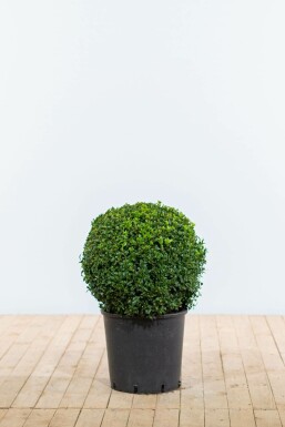 Palmboompje Buxus Sempervirens Bol 40-50 Kluit Buksbomen / Buxusbol 40-50 cm