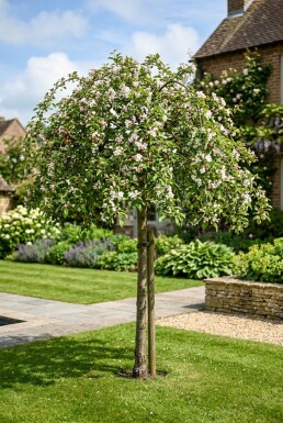 Malus 'Red Jade' Halfstam