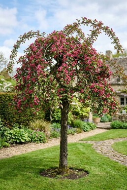 Malus 'Royal Beauty' Halfstam